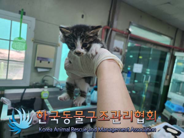 한국동물구조관리협회_411300202400426